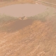 Oil Drops